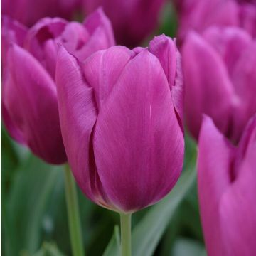 Tulip Laptop - Pack of 6