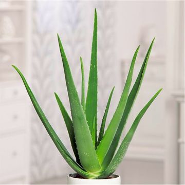 Large Aloe Vera Plant