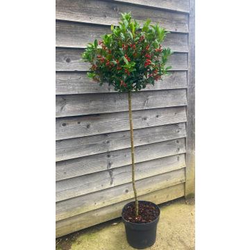 Majestic Large 140-150cm Blue Maid Holly Tree Standard - Fantastic Gift Idea!