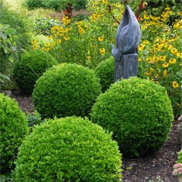PAIR of Topiary Buxus BALLS - Stylish Contemporary Box Ball PLANTS - LARGE