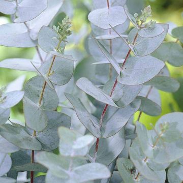 Eucalyptus gunnii - Azura Blue Fragrant Anti-Mosquito Eucaluptus