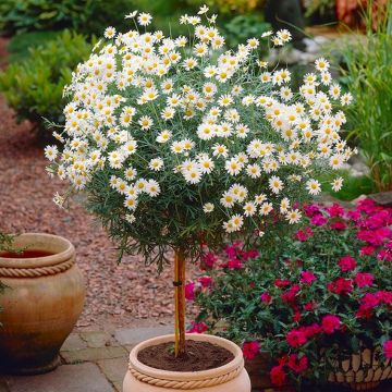 Marguerite Giant Daisy Tree - Perfect for Patios - LARGE Patio Standard Tree