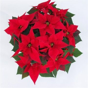 Luxurious 'You are my Christmas Star' Extra Large Poinsettia Plant