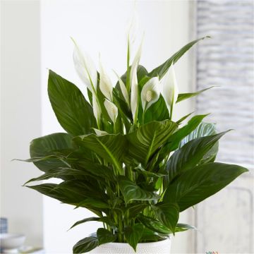 MOTHERS DAY - LARGE Peace Lily in Bud & Bloom