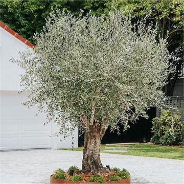 MEGA XXXL Olive Tree - Olea Europa - Mediterranean Tuscan Olive Tree - Extra Large Chunky trunked Specimen circa 200cm tall
