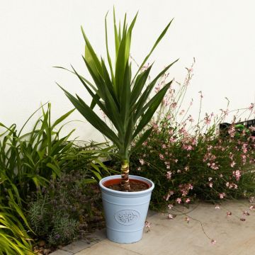 Large Yucca Elephantipes - Patio Palm Tree - circa 80-100cm