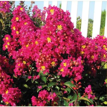 Lagerstroemia indica Berry Dazzle - Crape myrtle