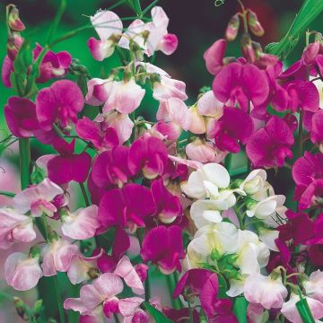 Lathyrus latifolius - Hardy Everlasting Sweetpea