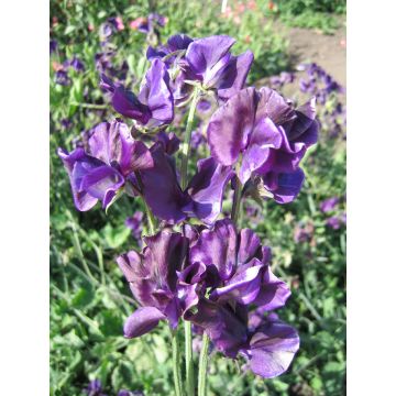 Sweet Pea Plant 'Mammoth Navy Blue'