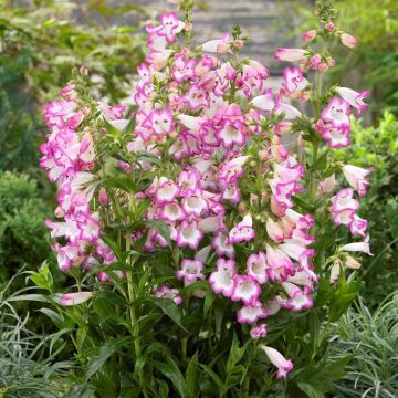 Penstemon Pensham Laura