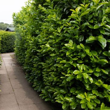 Laurel Hedging - Prunus laurocerasus ETNA Hedging Laurels - circa 80-100cms