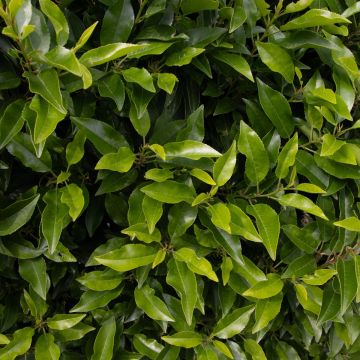 Prunus lusitanica - Evergreen Portugese Laurel - Bushy Plants for Hedging - circa 80-120cm