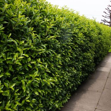 Prunus lusitanica - Evergreen Portugese Laurel - Bushy Plants for Hedging - circa 80-120cm