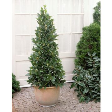 Large Bay Tree Pyramid - Laurus nobilis-  Large 160cm Bay