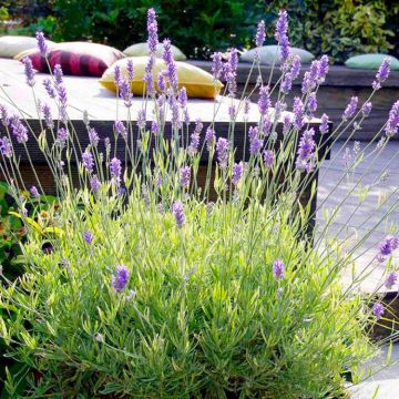 Lavender Platinum Blonde - Multi-Award winning Hardy Evergreen variegated Lavendula