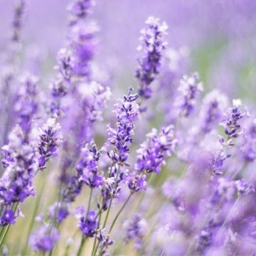 Melissa Lilac English Lavender - Lavandula angustifolia 'Melissa Lilac'