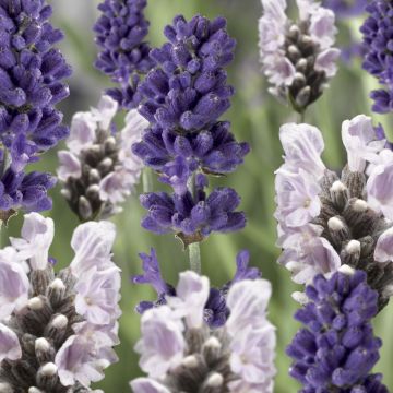 Lavender Flirt - LARGE White and Blue Duo Lavandula bicolour
