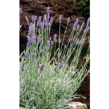 Lavandula intermedia Walberton's Silver Edge