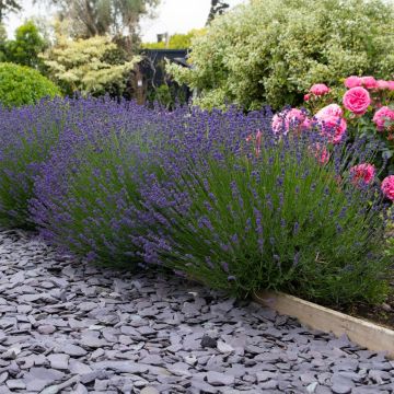 Large - Lavendula angustifolia Hidcote - English Lavender Hidcote Blue 