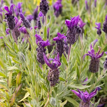 Lavender stoechas Great Adventure - French Lavender in Bud & Bloom