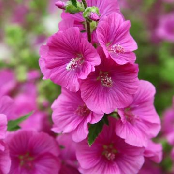 Lavatera x clementii Bredon Springs