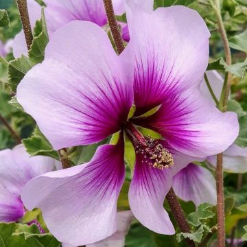 Lavatera maritima - Tree Mallow