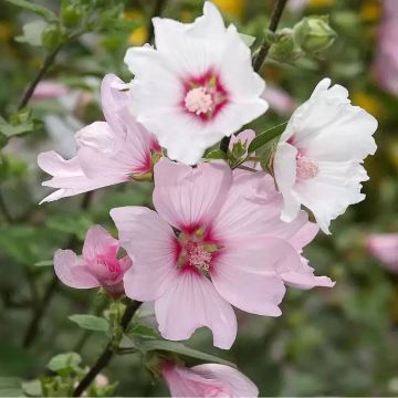 Lavatera Silver Barnsley