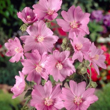 Lavatera x clementii Candy Floss