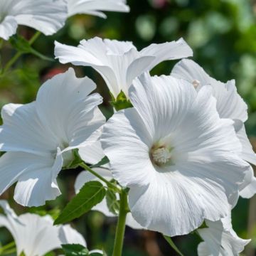 Lavatera ‘Marshmallow Ice White’ Lavatera ‘Marshmallow Ice White’