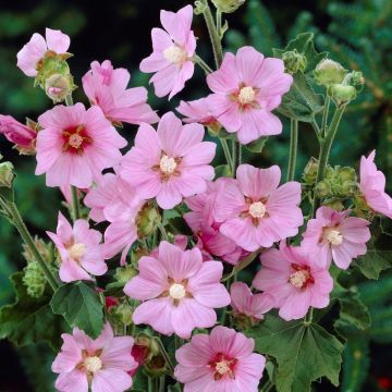 Lavatera x clementii Rosea