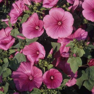 Lavatera Trimestris Ruby Regis