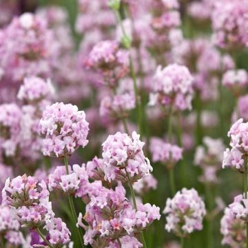 Lavandula angustifolia rosea - Pink Flowering Hardy English Lavender