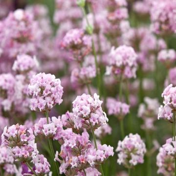 Large Lavandula angustifolia rosea - Pink Flowering Hardy English Lavender