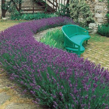 Fragrant Blue Scent English Lavender Plants - Lavandula angustifolia 'Blue Scent'