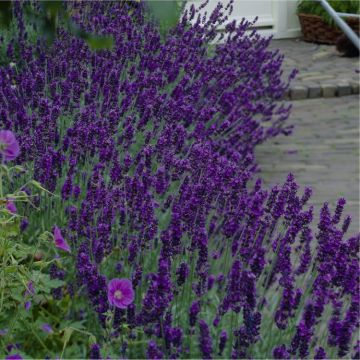 Large Lavendula angustifolia Hidcote - English Lavender Hidcote Blue