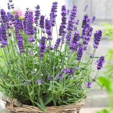 Lavendula angustifolia Hidcote - English Lavender Hidcote Blue - Pack of THREE Large Plants