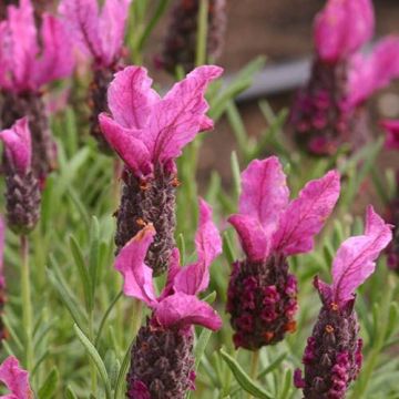 Lavandula Bella Hot Pink - Pink Summer Flowering French Lavender