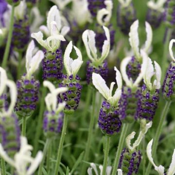 Lavendula stoechas Anouk White - White Javelin French Lavender - Lavendula