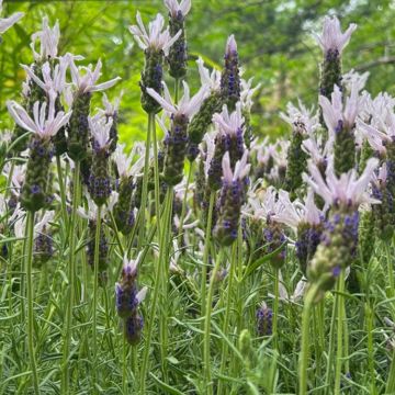 Lavender stoechas 'Lusi Pink'