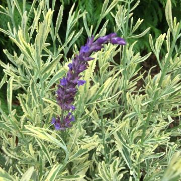 Lavender Meerlo - Gold Variegated Lavender