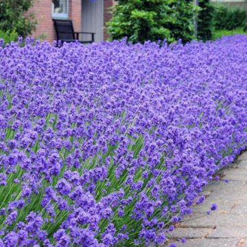 Munstead English Lavender - Lavandula angustifolia 'Munstead' - Pack of THREE Plants