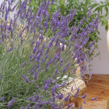 Lavender x intermedia 'Phenomenal' Lavandula - Super Hardy Blue Lavender