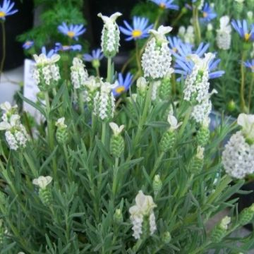 Lavendula stoechas Snowman - White French Lavender - Lavendula