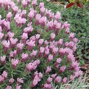 Lavandula Mulberry Ruffles - French Lavender stoechas