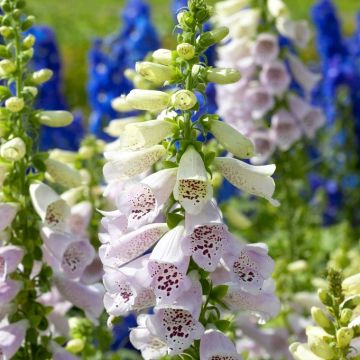 Digitalis purpurea Camelot Lavender - Foxgloves