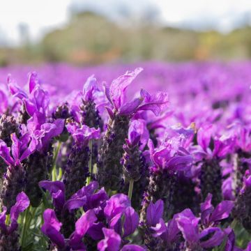 Lavender stoechas Purple Flag - French Lavender - Lavendula - In Bud & Bloom