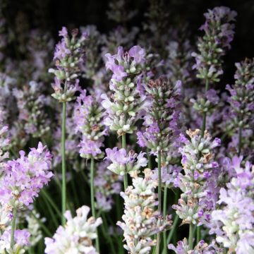 Lavandula angustifolia rosea - Pink Flowering Hardy English Lavender