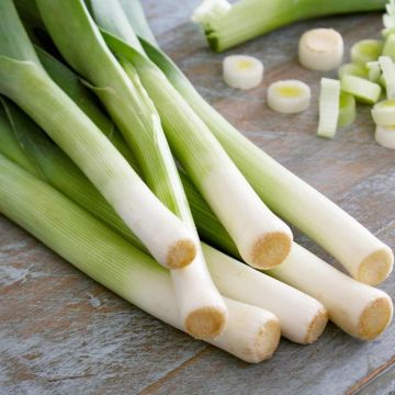 Leek 'Jolant' - Pack of TWELVE Plants