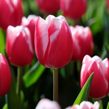 Tulip Leen Van Der Mark - Pack of 12