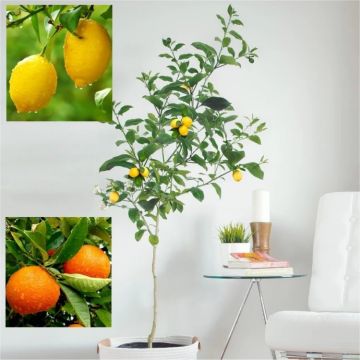 LARGE 120-140cm Citrus Trees - 1 x LEMON & 1 x ORANGE + FREE Citrus Feed